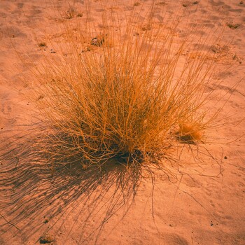 Sparse desert grass with radiating stems casting shadows on reddish-orange sand.