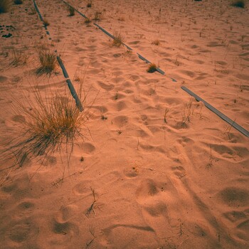 Desert sand with scattered footprints, sparse vegetation, and fallen branches creating linear shadows.