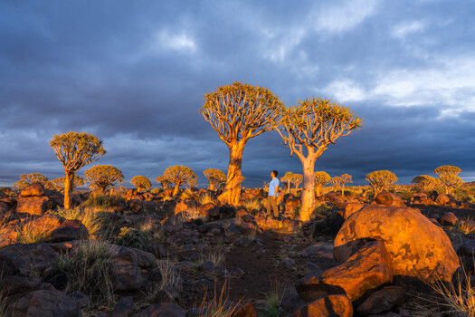 Quiver trees illuminated by golden hour light against stormy sky with scattered boulders