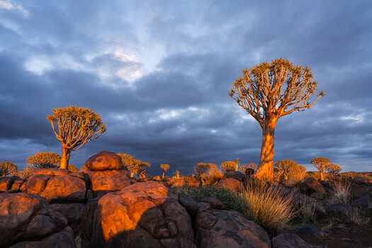 Quiver trees silhouetted against dramatic evening sky with golden granite boulders
