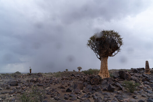 rain drops on the lens - Quiver Tree Forest in Namibia