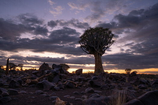 Silhouetted quiver tree standing alone among rocky boulders at dusk beneath dramatic purple and gold clouds