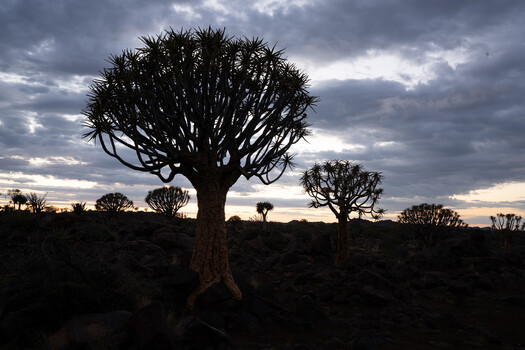 Silhouetted quiver trees against dramatic twilight sky with storm clouds