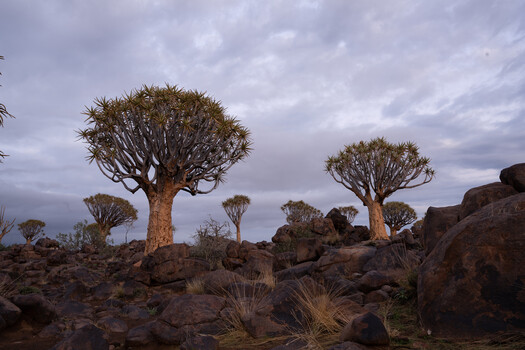 Quiver trees silhouetted against dramatic twilight sky in rocky desert landscape