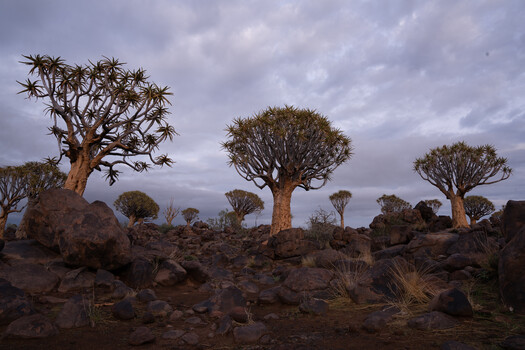 Quiver trees scattered across rocky terrain under a dramatic twilight sky