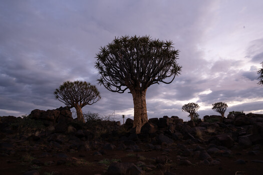 Quiver trees silhouetted against dramatic twilight sky with rocky terrain