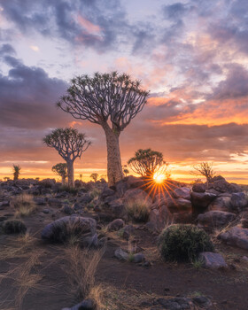 Quiver trees silhouetted against dramatic golden sunset in desert landscape
