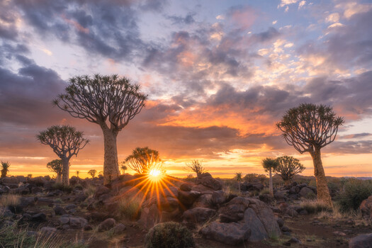 Quiver trees silhouetted against dramatic golden sunset with sun flare centered between distinctive branching trunks