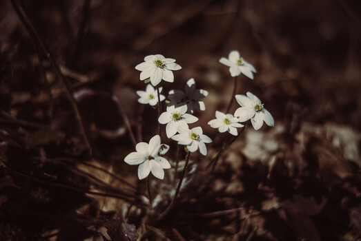 Delicate white flowers with yellow centers blooming against a dark, blurred brown background