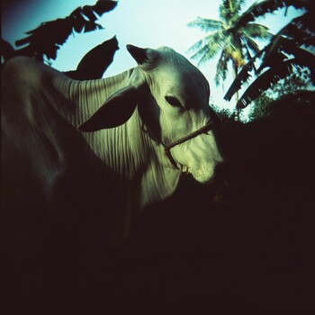 Low-angle portrait of an elephant with trunk raised, backlit against tropical foliage and sky