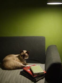 Siamese cat resting on gray chair back against lime green wall with desk setup