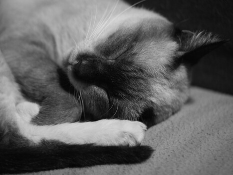 Close-up black and white portrait of a cat's face resting on its paws