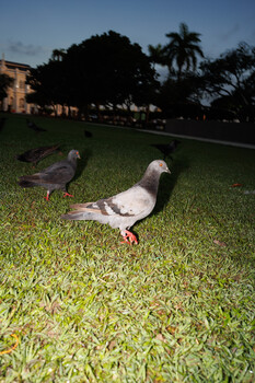 Two pigeons on grass at dusk with palm trees and buildings in background