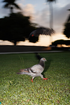 Pigeon walking across grass field at dusk with motion blur and palm trees silhouetted against sky
