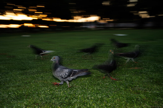 Pigeons on grass at dusk with motion blur and warm stadium lights overhead
