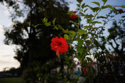 Vibrant red hibiscus flower in sharp focus with soft bokeh background of foliage and sky