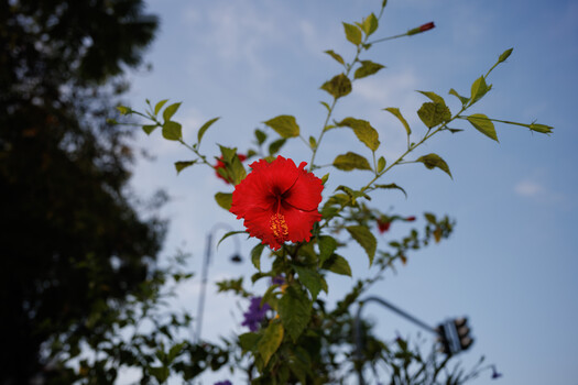 Bright red hibiscus flower with prominent dark stamens, photographed against blue sky
