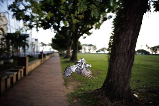 Bird in flight with wings spread near large tree trunk, pathway and green field in background
