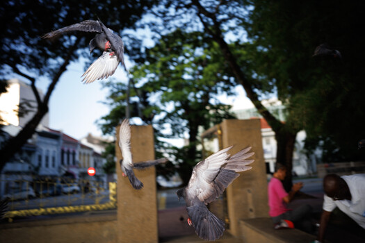 Two pigeons in flight captured mid-action above wooden posts in an urban plaza
