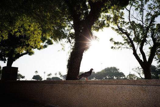 Silhouetted trees framing bright sunlight in a park setting with distant buildings