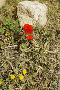 Wild poppies in Athens