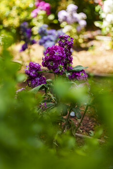 Purple lilac flowers in sharp focus with layered green foliage and blurred bokeh background