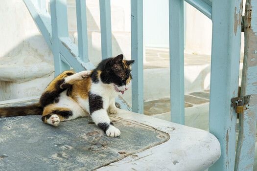 Calico cat crouching on weathered concrete surface near turquoise painted door frame