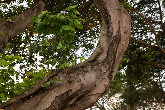 Curved tree trunk with textured bark and green foliage against overcast sky