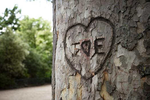 Heart carved into tree bark with initials "FOE" inside