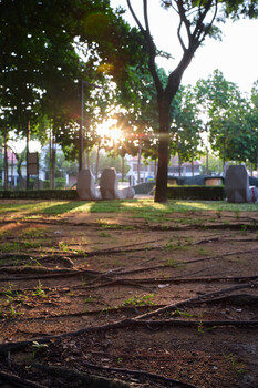 Sunlit cemetery with gravestones beneath mature trees casting long shadows