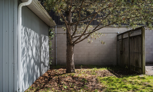 Overgrown residential courtyard with concrete walls, bare tree, and dappled sunlight casting shadows