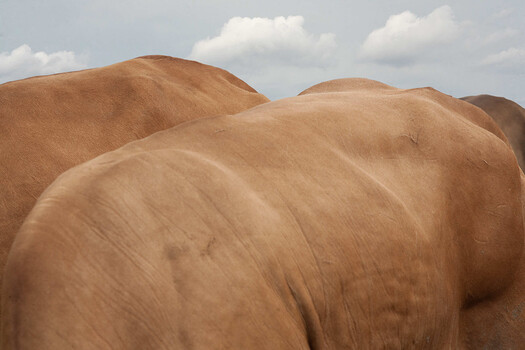 Close-up of brown horse's muscular body and back against blue sky with clouds