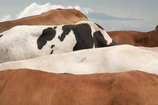 Brown and white cow resting on undulating desert sand dunes under partly cloudy sky
