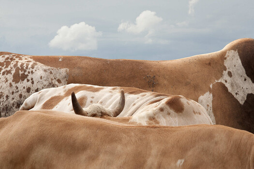 Close-up of abstract curved stone or concrete sculptural forms with earth tones and white weathering