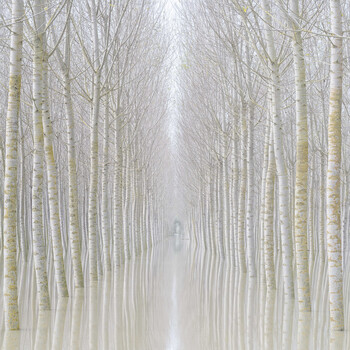 Symmetrical avenue of bare birch trees receding into fog