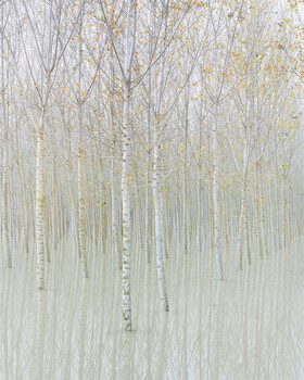 Tall birch trees with white trunks shot from below with soft, diffused daylight creating a minimalist forest composition