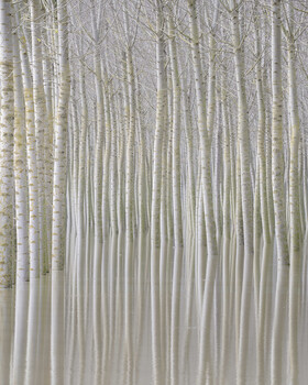 Dense forest of tall birch trees with white trunks creating strong vertical lines and depth