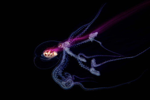 Bioluminescent octopus with glowing yellow-white photophores and translucent purple-blue tentacles against black background