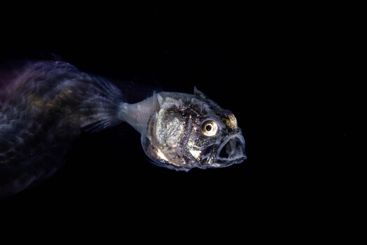 Deep-sea fish with large forward-facing eyes and dark body against black background
