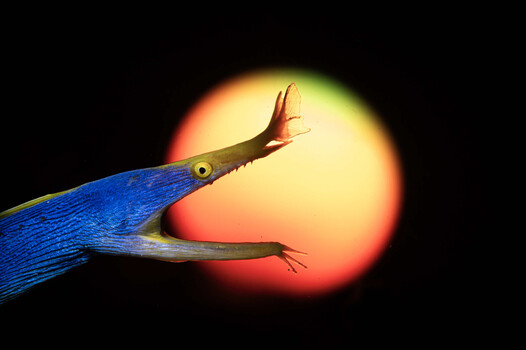 Blue trumpetfish with mouth open against golden sunset orb on black background
