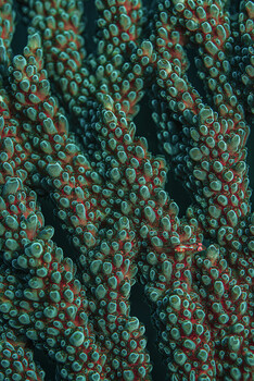 Aerial view of densely packed green cacti with red spines creating a textured pattern