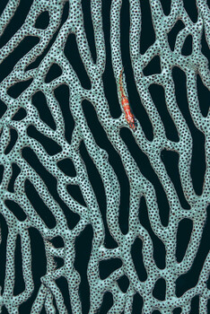 Aerial view of coral reef with a single orange fish among branching coral formations