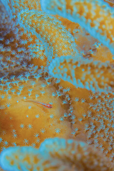 Gecko foot pads showing detailed lamellae structures in orange and blue macro photography