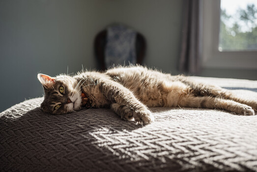 Tabby cat stretching lazily on a patterned gray carpet in natural window light