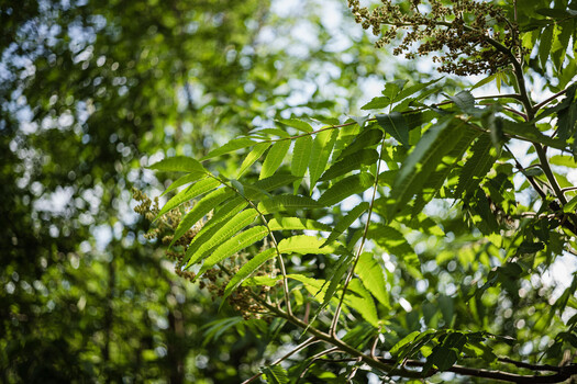 Sunlit compound leaves with backlighting through forest canopy