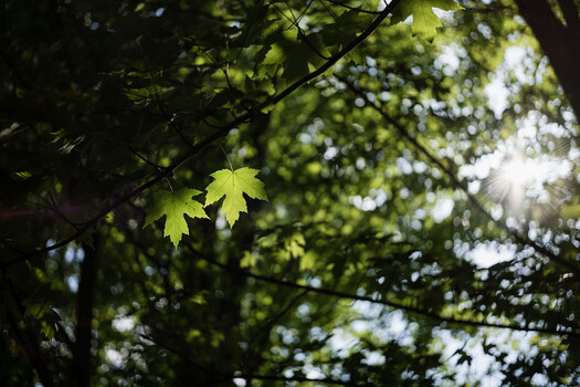 Backlit maple leaf glowing bright green against softly blurred forest canopy