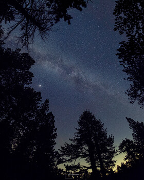 Milky Way galaxy visible through silhouetted conifer trees at dusk