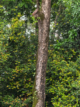 Tall tree trunk with light gray bark surrounded by lush green foliage