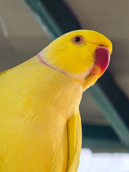 Bright yellow parakeet in profile with red and orange facial markings