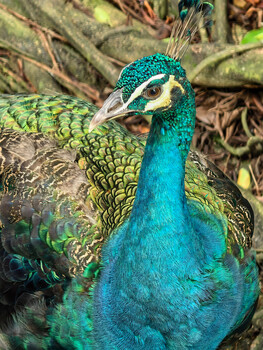 Close-up portrait of a peacock with vibrant turquoise plumage and distinctive head crest